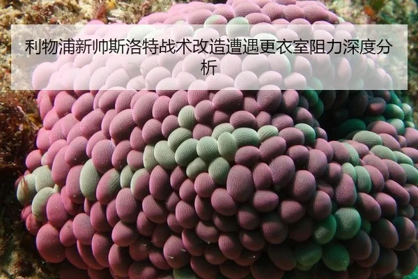 li-wu-pu-xin-shuai-si-luo-te-zhan-shu-gai-zao-zao-yu-geng-yi-shi-zu-li-shen-du-fen-xi-2-707.jpg